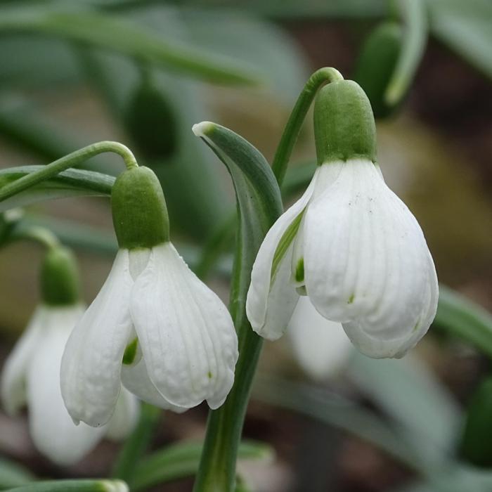 Galanthus 'Wifi Back Scratcher' plant