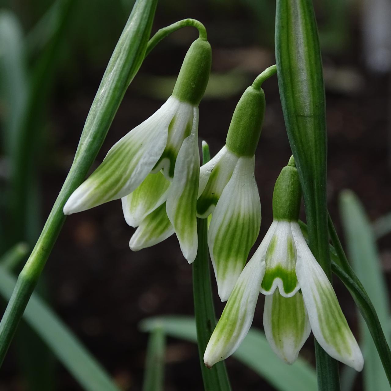 Galanthus 'Wifi Bahnschrift' plant