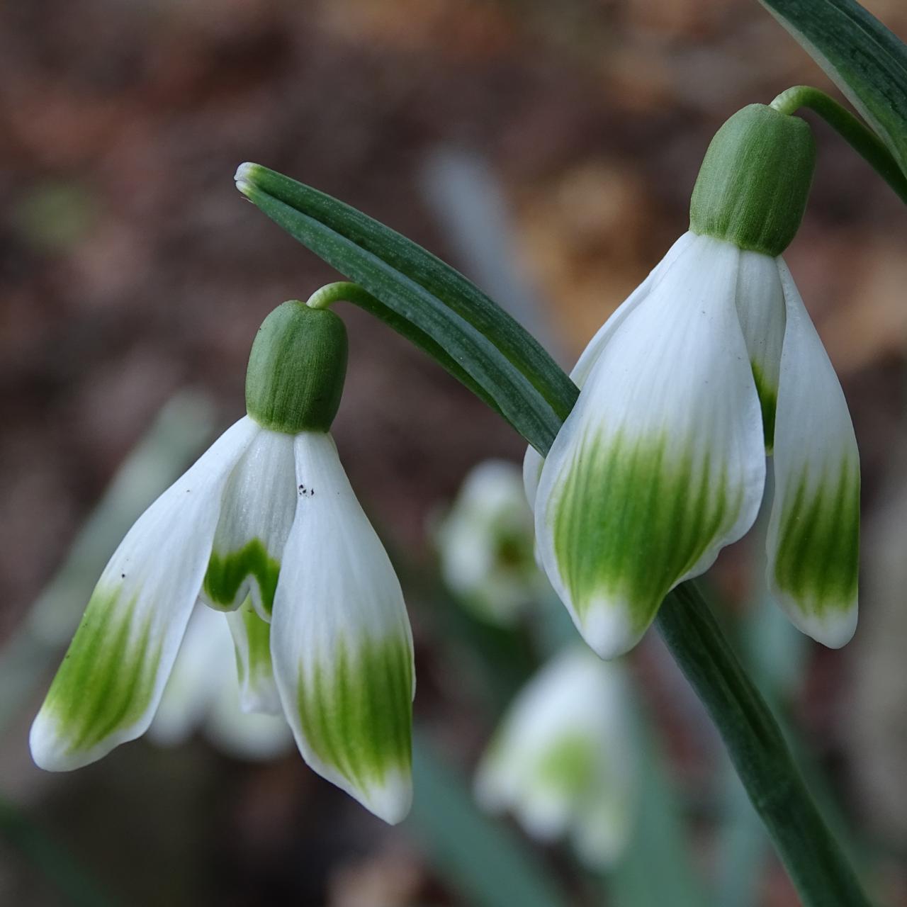 Galanthus 'Wifi Batang' plant