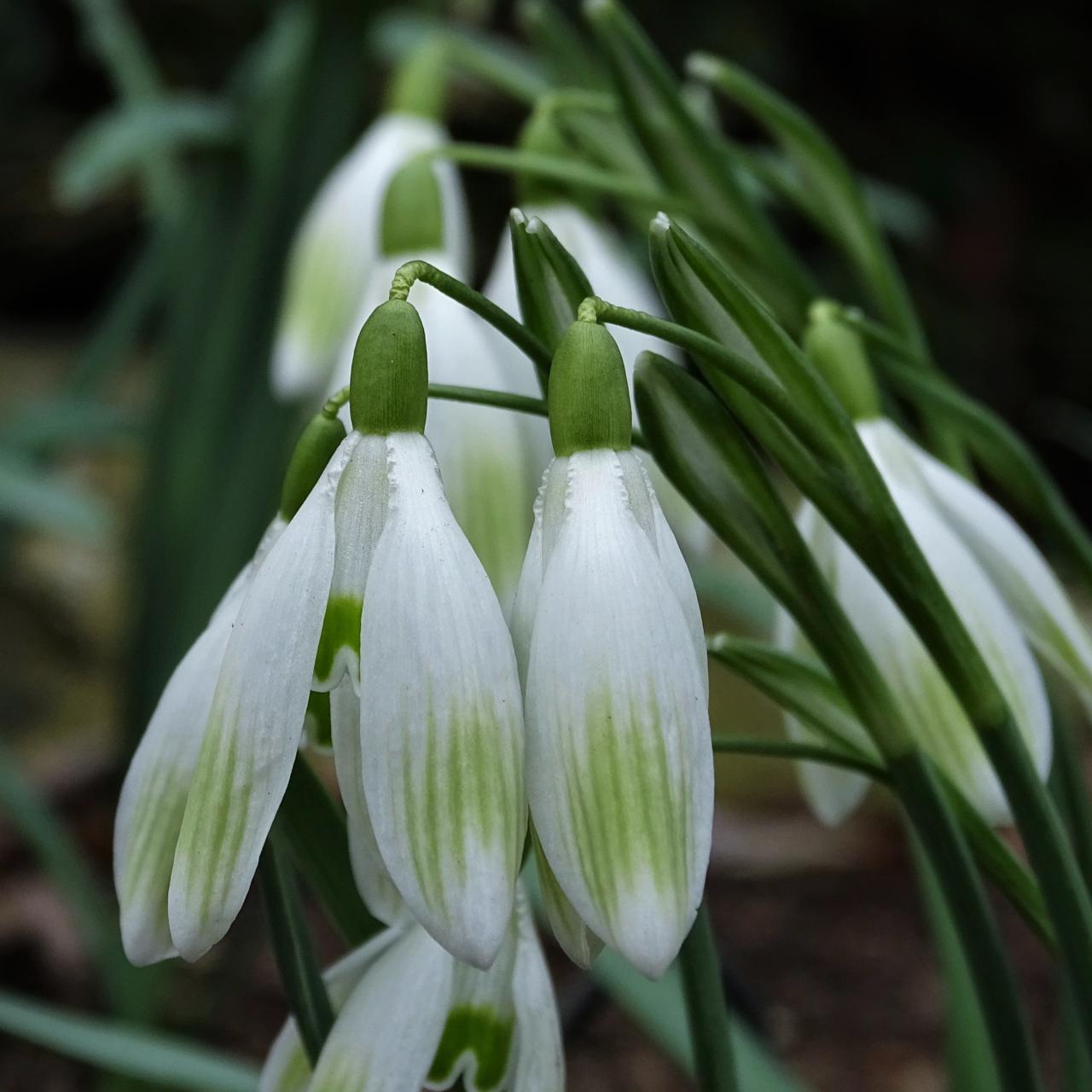 Galanthus 'Wifi Bengali' plant