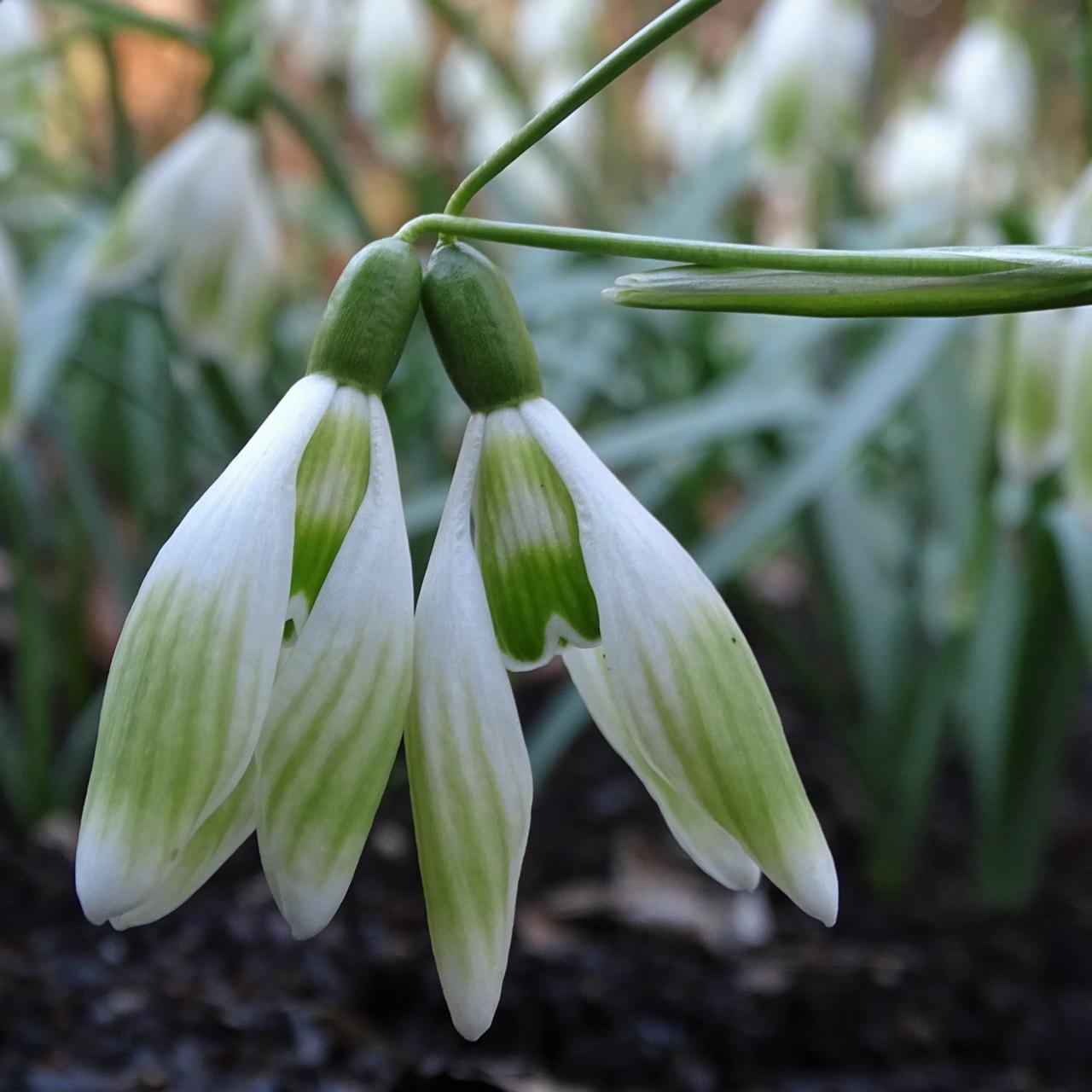 Galanthus 'Wifi Benji' plant