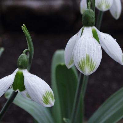 galanthus-wifi-big-bang_2_400.jpeg