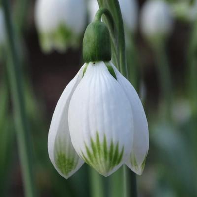 galanthus-wifi-big-bang_400.jpeg