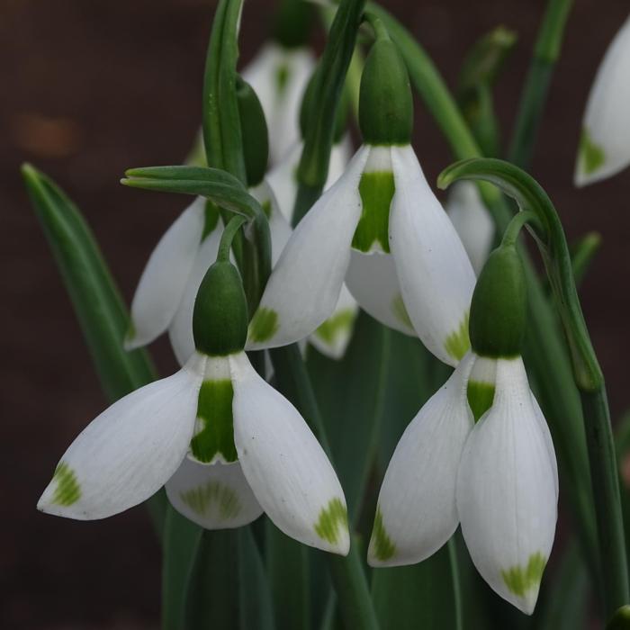Galanthus 'Wifi Big Brother' plant