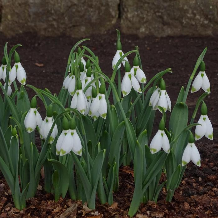 Galanthus 'Wifi Big Brother' plant