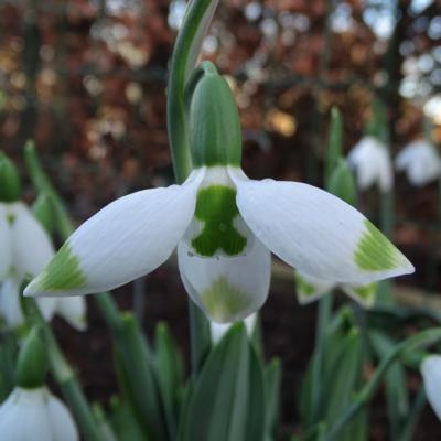 galanthus-wifi-big-brother_400.jpeg