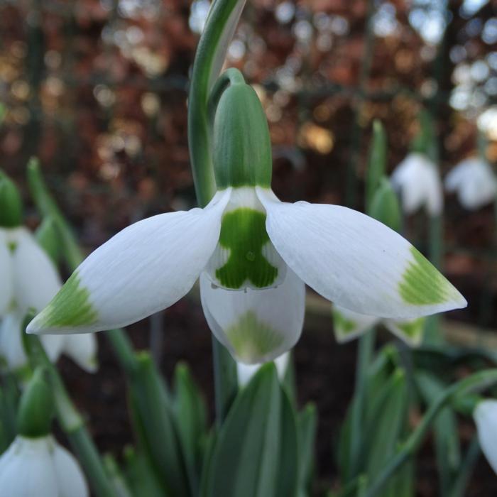 Galanthus 'Wifi Big Brother' plant