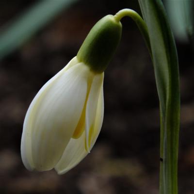 galanthus-wifi-bingo_400.jpeg