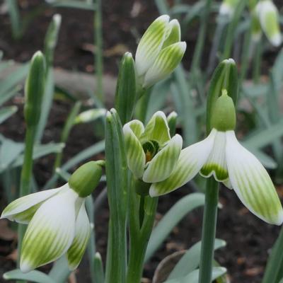 galanthus-wifi-bodybuilder_1_400.jpeg