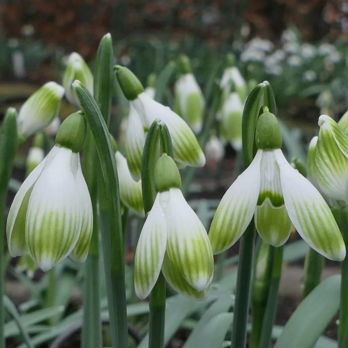 Galanthus 'Wifi Bodybuilder' plant