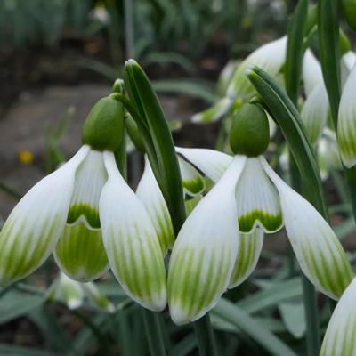 galanthus-wifi-bodybuilder