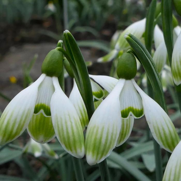 Galanthus 'Wifi Bodybuilder' plant
