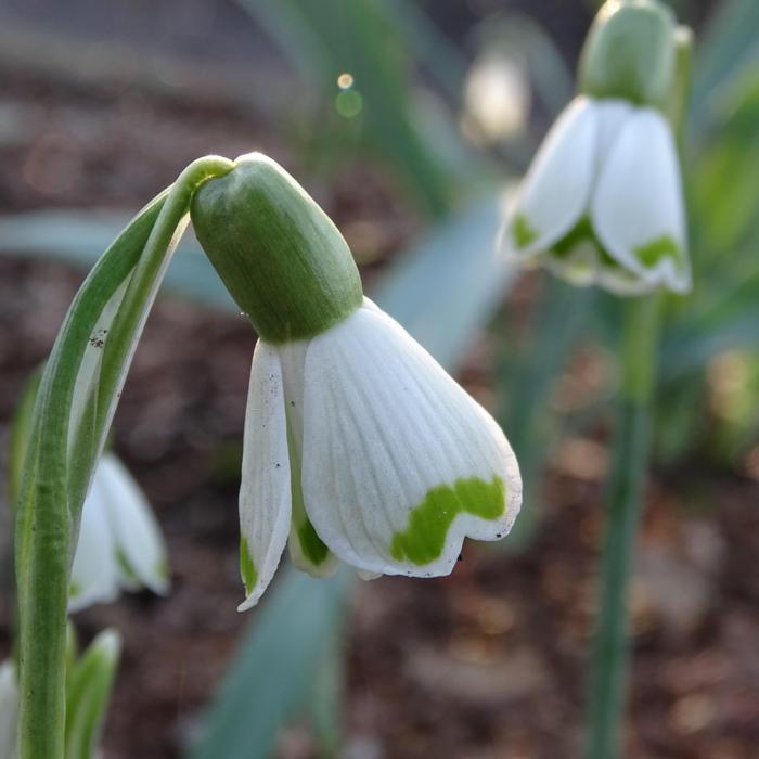 Galanthus 'Wifi Boomerang' plant