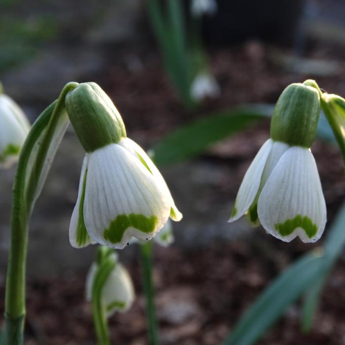 Galanthus 'Wifi Boomerang' plant