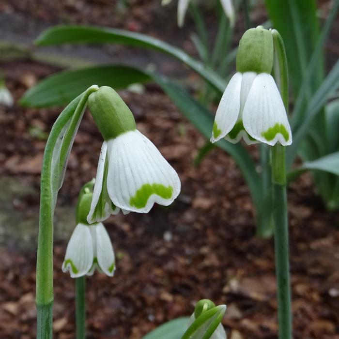 Galanthus 'Wifi Boomerang' plant