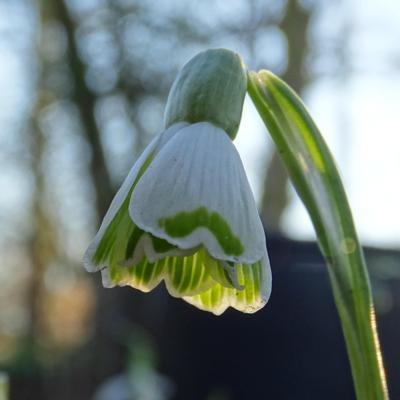 galanthus-wifi-boomerang