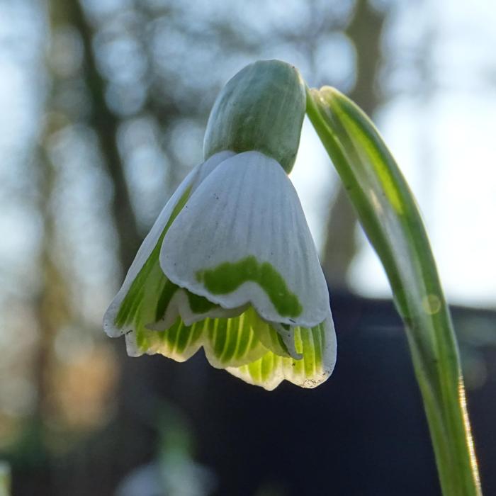 Galanthus 'Wifi Boomerang' plant