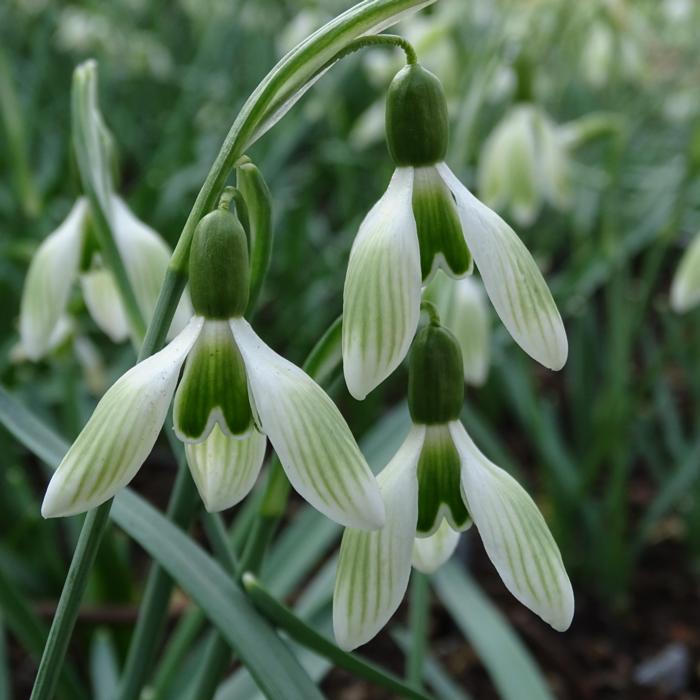 Galanthus 'Wifi Borderline' plant