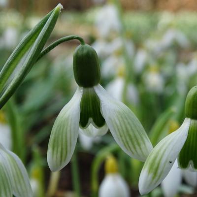 galanthus-wifi-borderline
