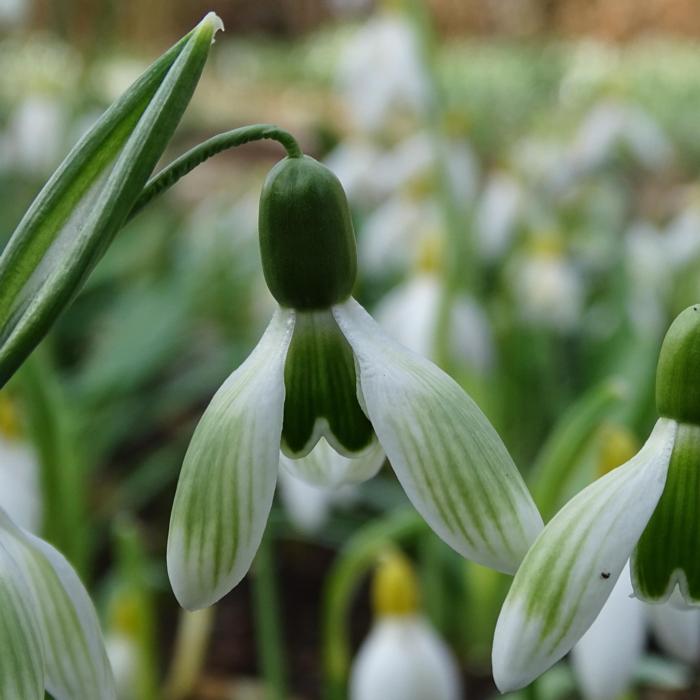 Galanthus 'Wifi Borderline' plant