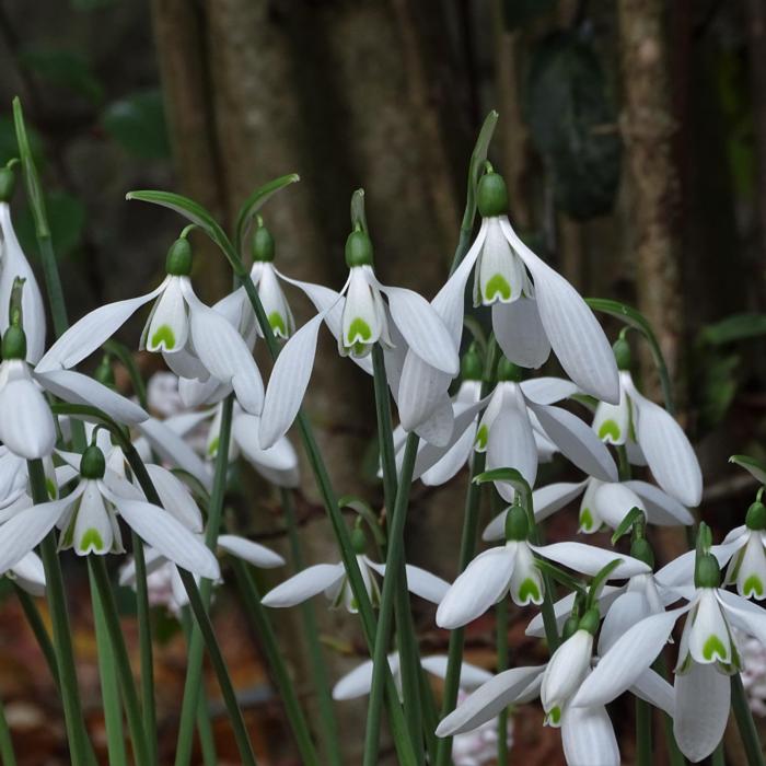 Galanthus 'Wifi Bouzouki' plant