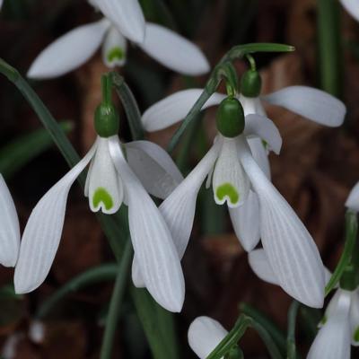 galanthus-wifi-bouzouki_400.jpeg