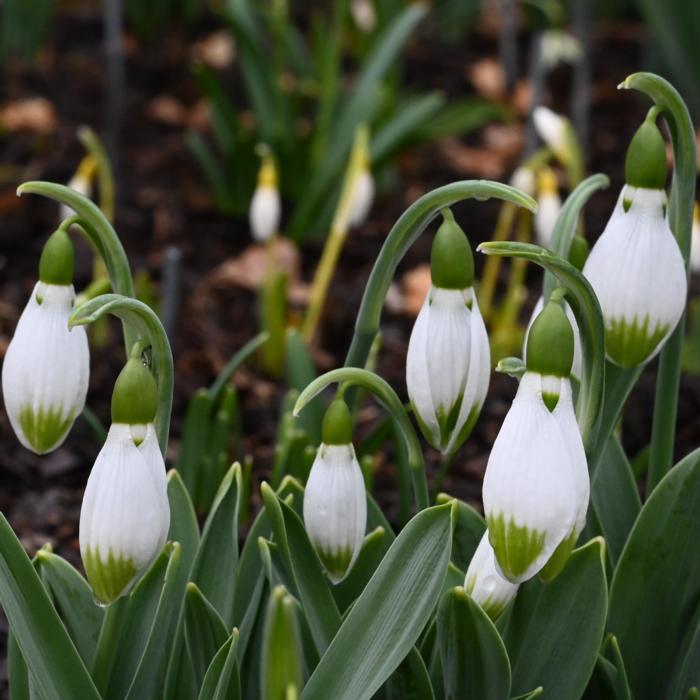 Galanthus 'Wifi Butterfly' plant