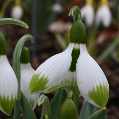 galanthus-wifi-butterfly