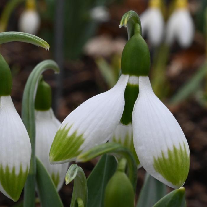 Galanthus 'Wifi Butterfly' plant