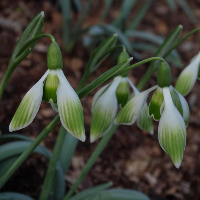 Galanthus 'Wifi Cake Server' plant