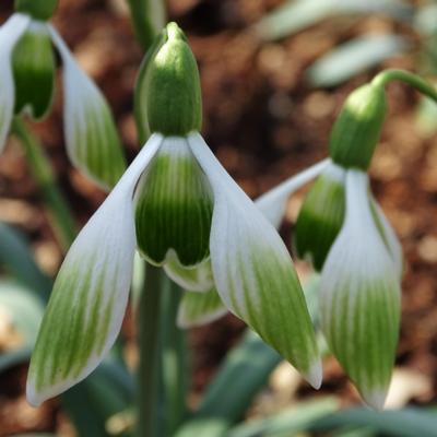 galanthus-wifi-cake-server_400.jpeg