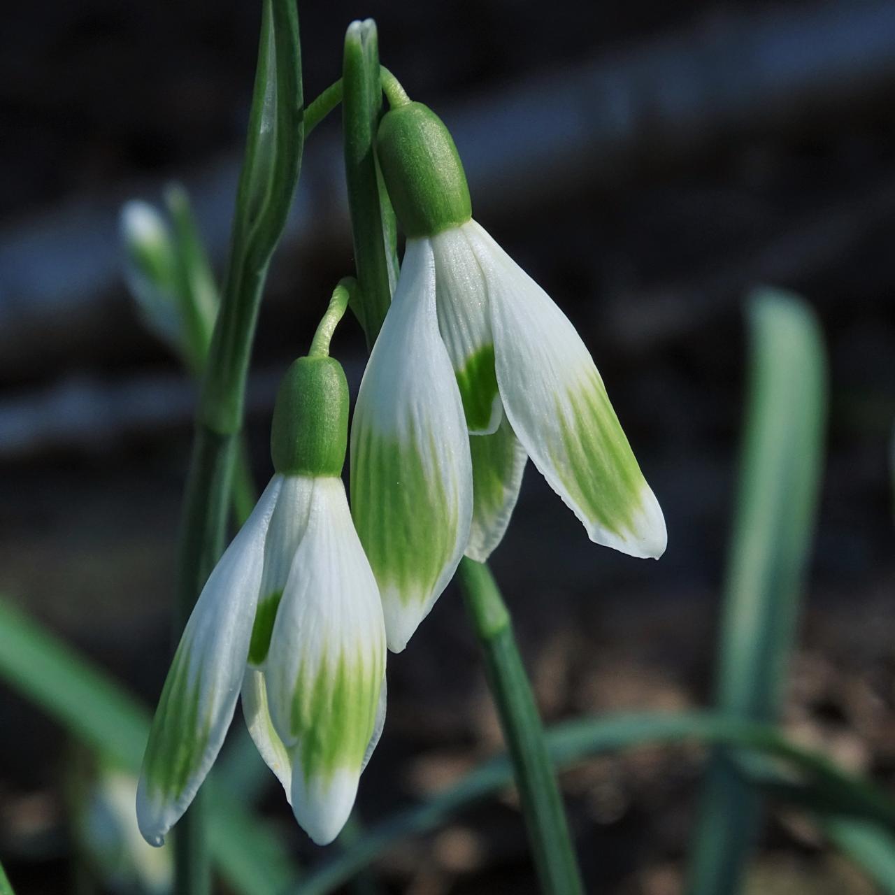 Galanthus 'Wifi Calibri' plant