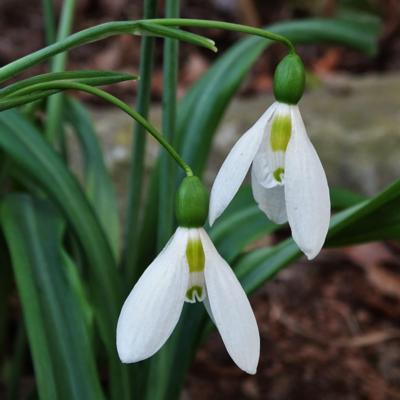 galanthus-wifi-caret_400.jpeg