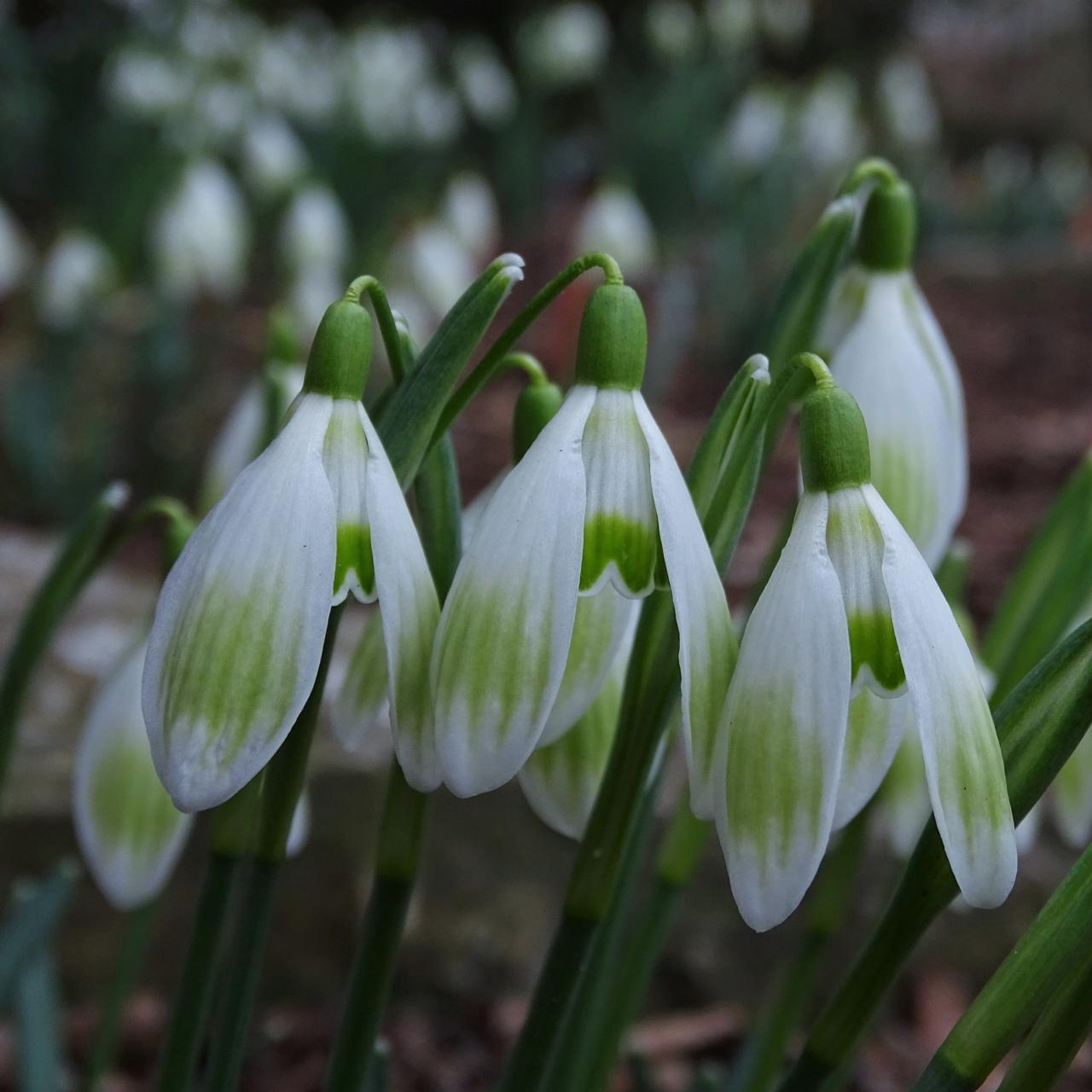 Galanthus 'Wifi Carolyngia' plant