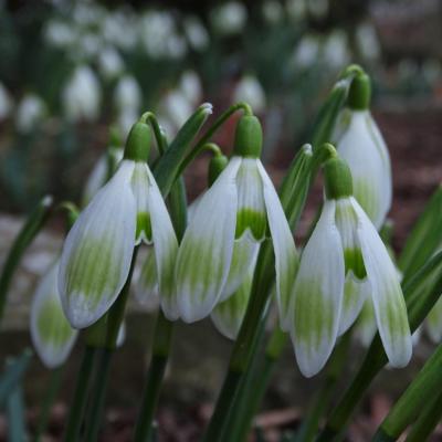 galanthus-wifi-carolyngia_400.jpeg