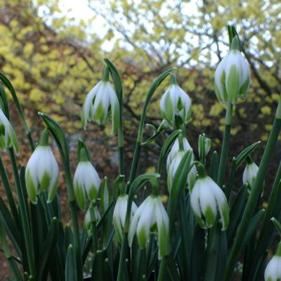 galanthus-wifi-cascade_1_400.jpeg