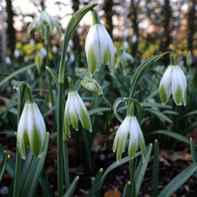 galanthus-wifi-cascade_400.jpeg