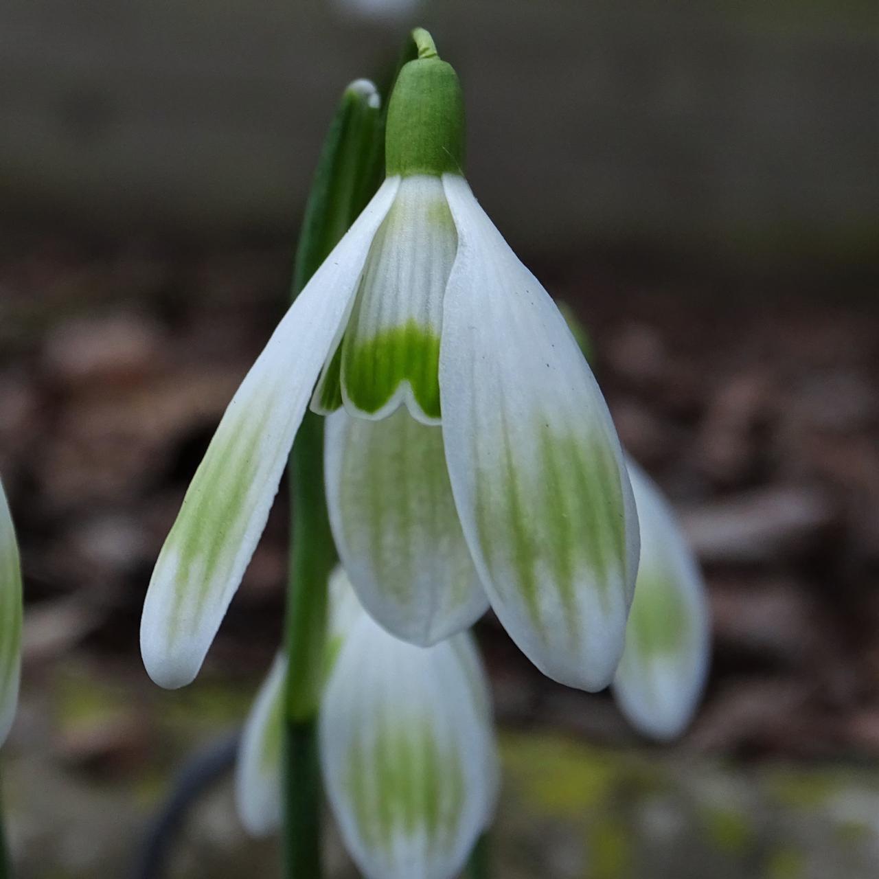 Galanthus 'Wifi Century' plant