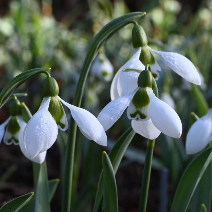 Galanthus 'Wifi Cheers' plant