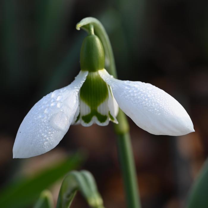 Galanthus 'Wifi Cheers' plant