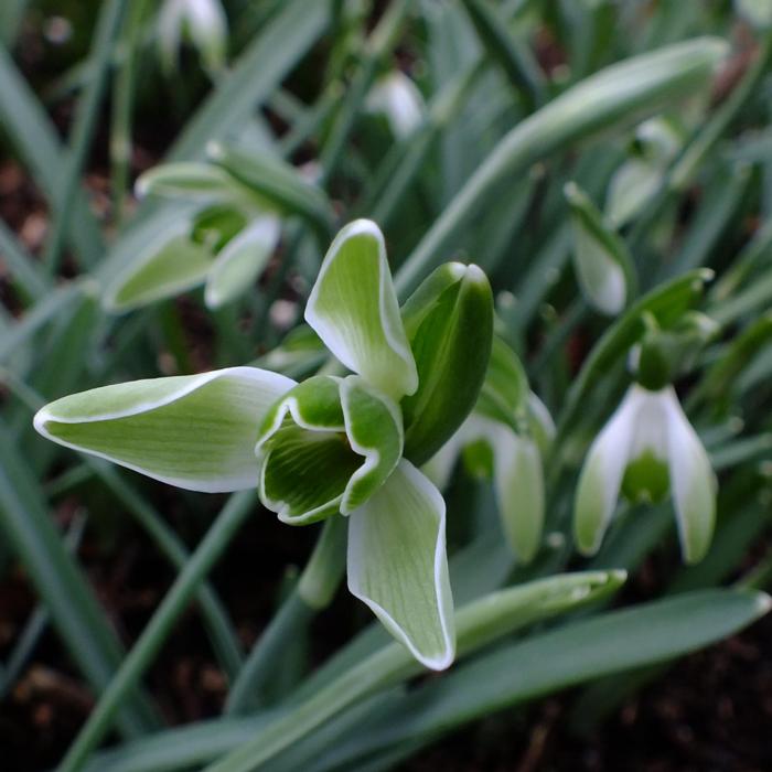 Galanthus 'Wifi Chevalier' plant