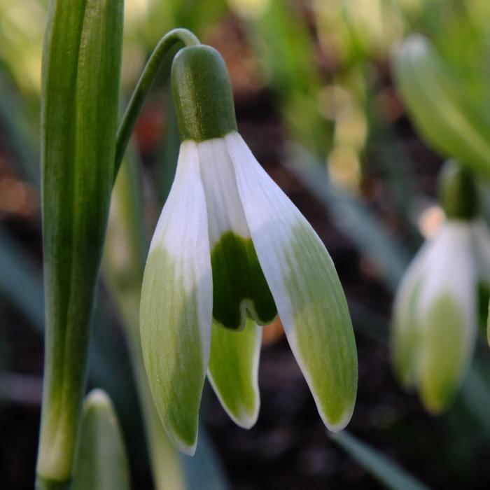 Galanthus 'Wifi Chevalier' plant