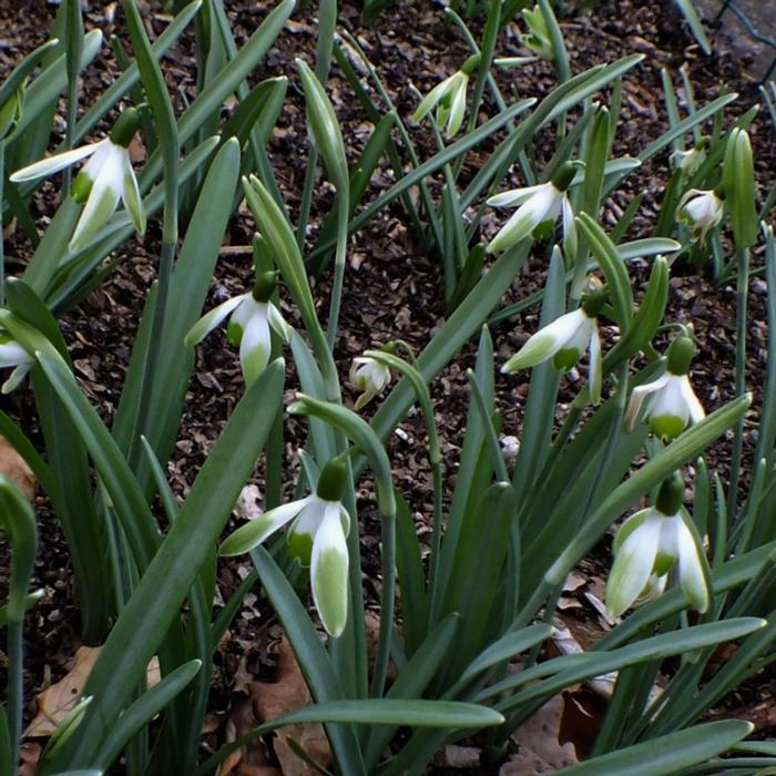 Galanthus 'Wifi Chevalier' plant