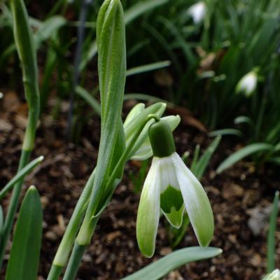 galanthus-wifi-chevalier_400.jpeg