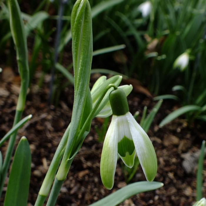 Galanthus 'Wifi Chevalier' plant