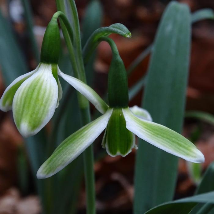 Galanthus 'Wifi Christmas Vibes' plant