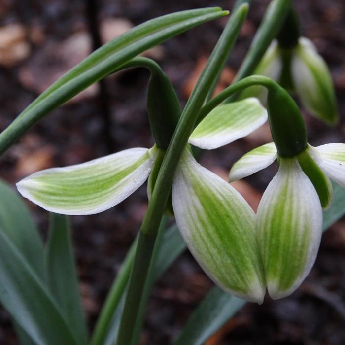 Galanthus 'Wifi Christmas Vibes' plant