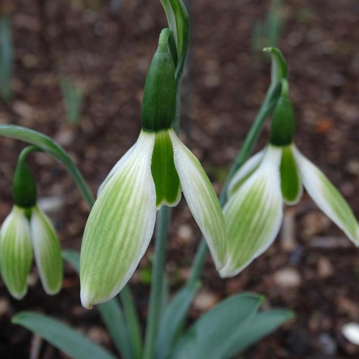 Galanthus 'Wifi Christmas Vibes' plant