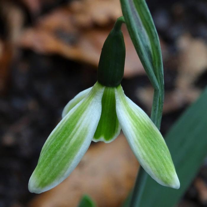 Galanthus 'Wifi Christmas Vibes' plant
