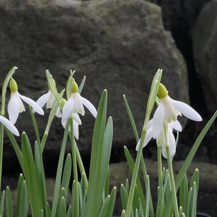 Galanthus 'Wifi Citrinella' plant